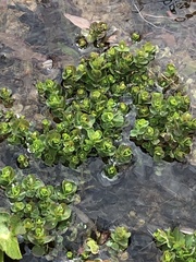 Bacopa caroliniana