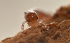 Proteroiulus fuscus