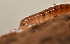 Proteroiulus fuscus