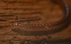 Proteroiulus fuscus