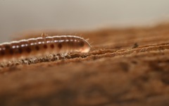 Proteroiulus fuscus