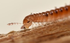 Proteroiulus fuscus