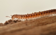 Proteroiulus fuscus