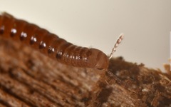 Proteroiulus fuscus