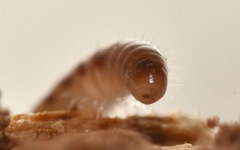 Proteroiulus fuscus