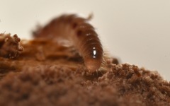 Proteroiulus fuscus