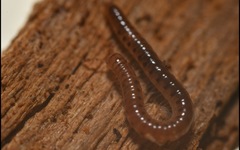 Proteroiulus fuscus