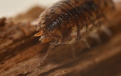 Porcellio scaber