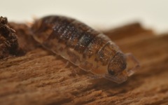 Porcellio scaber