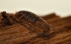 Porcellio scaber
