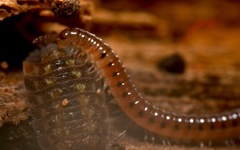 Proteroiulus fuscus