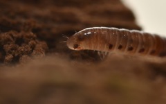 Proteroiulus fuscus