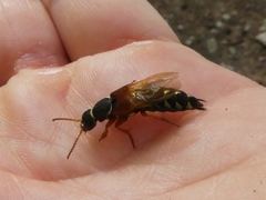 Staphylinus caesareus