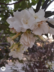 Nerium oleander