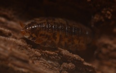 Porcellio scaber