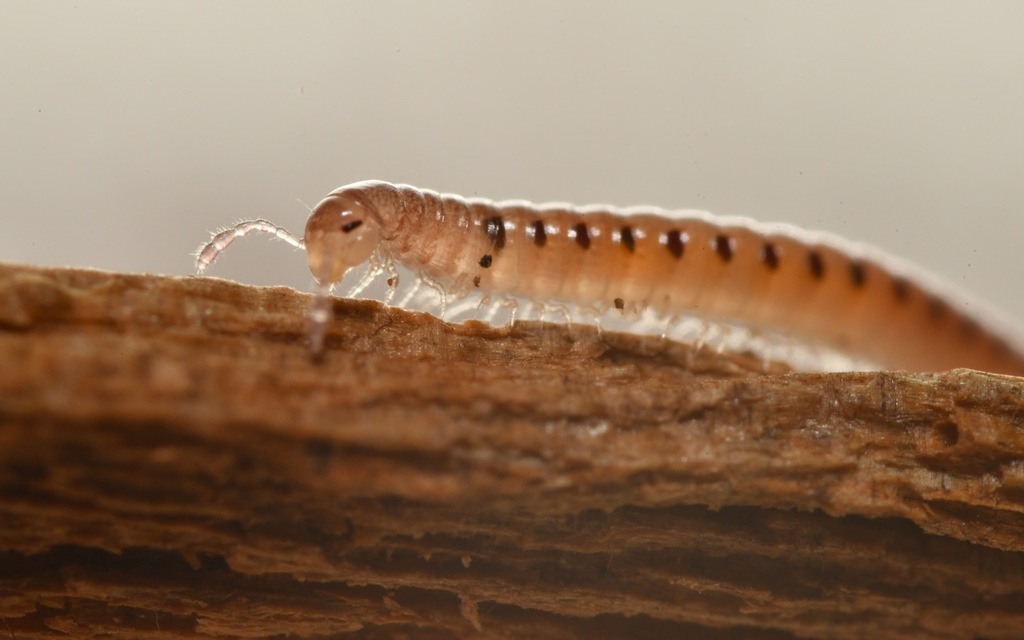 Ochre Snake Millipede, photo 1 of 10