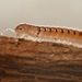 Ochre Snake Millipede - Photo (c) Sam R, some rights reserved (CC BY-NC), uploaded by Sam R
