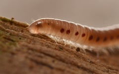Proteroiulus fuscus