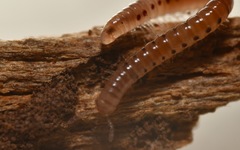 Proteroiulus fuscus