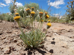 Erigeron bloomeri