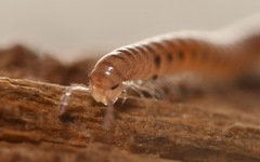 Proteroiulus fuscus