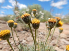 Erigeron bloomeri