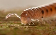 Proteroiulus fuscus