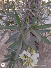 Nerium oleander