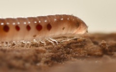 Proteroiulus fuscus