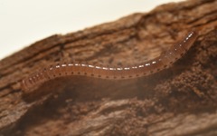 Proteroiulus fuscus