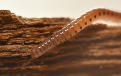 Proteroiulus fuscus