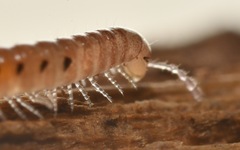 Proteroiulus fuscus