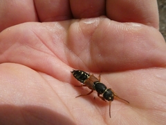 Staphylinus caesareus