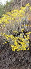 Calceolaria polifolia