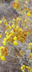 Calceolaria polifolia