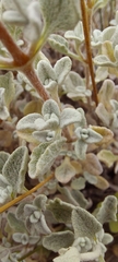 Calceolaria polifolia