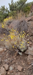Calceolaria polifolia