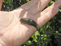 Hirudo