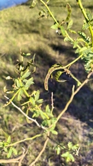 Mimosa ostenii