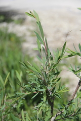 Salix elbursensis