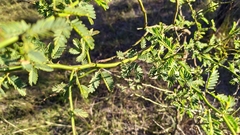 Mimosa ostenii