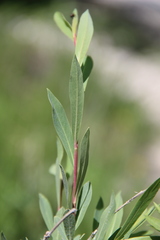 Salix elbursensis