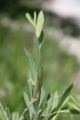 Salix elbursensis