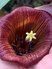 Canarina canariensis