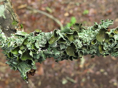 Punctelia graminicola