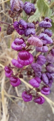 Calceolaria purpurea