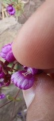 Calceolaria purpurea