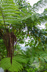 Sphaeropteris lepifera