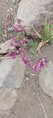 Calceolaria purpurea