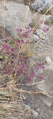 Calceolaria purpurea